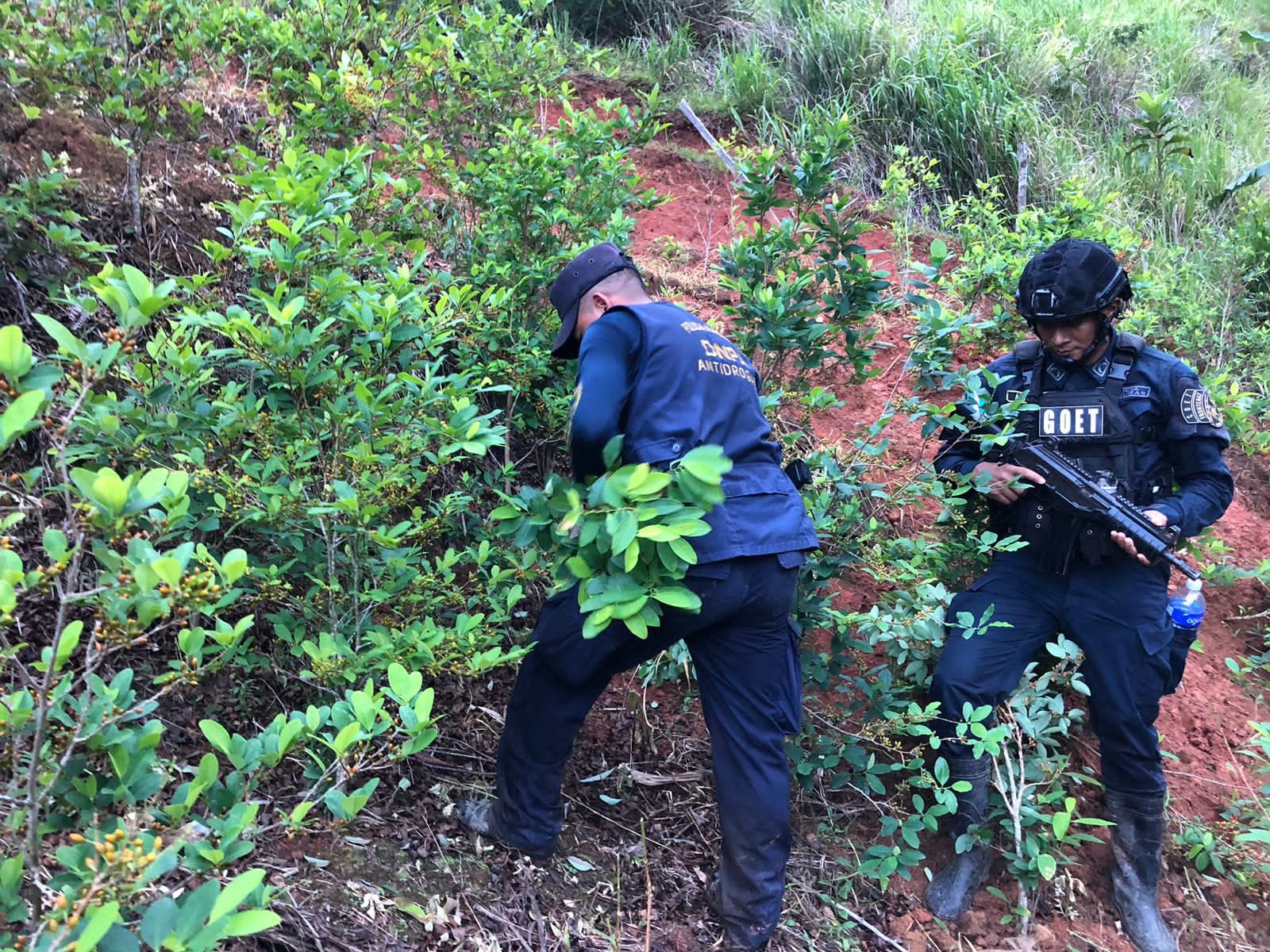 Cultivos ilícitos: Policía antidrogas ubica y asegura 40,000 arbustos de supuesta hoja de coca y un laboratorio rústico en Colón